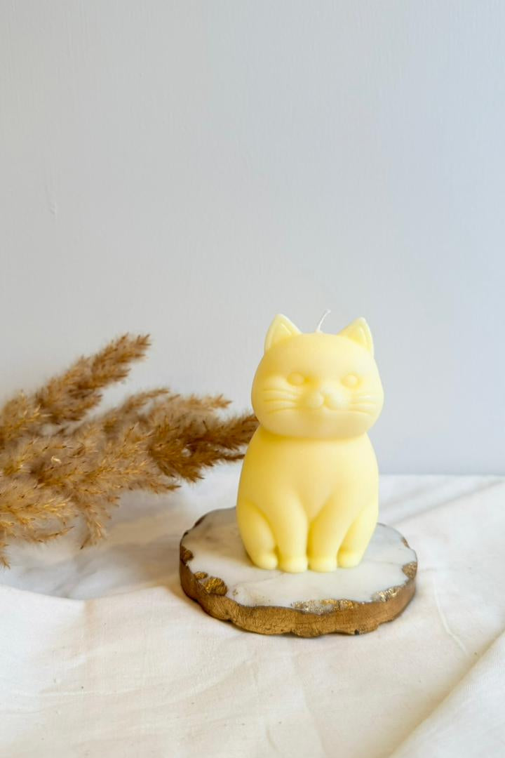 Chonky Cat