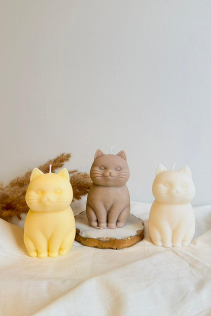 Chonky Cat