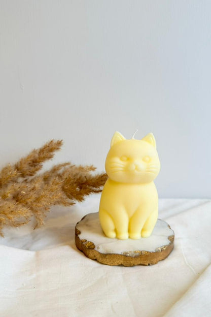 Chonky Cat