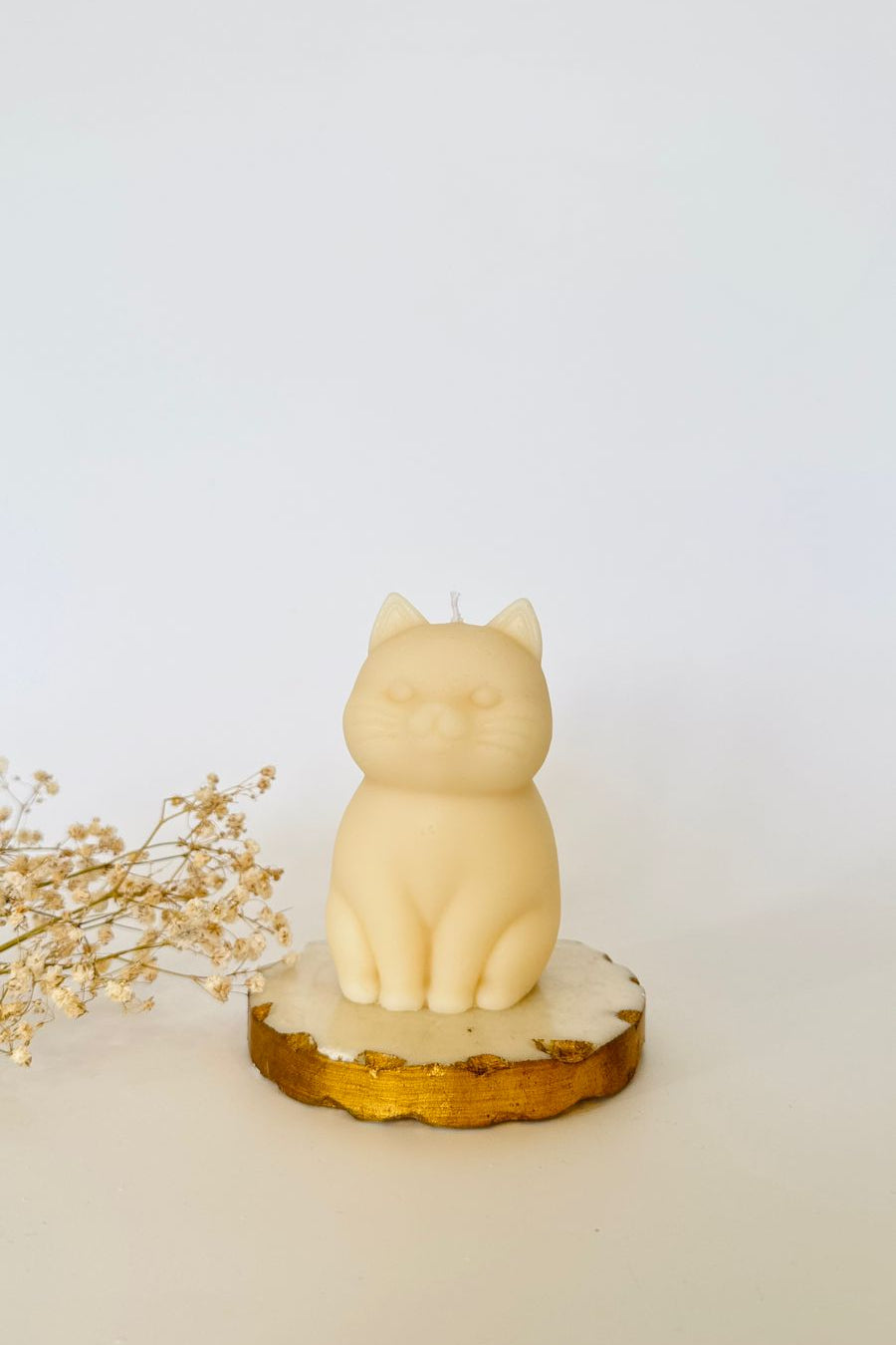 Chonky Cat