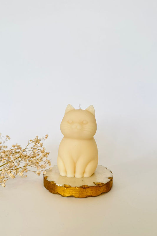 Chonky Cat